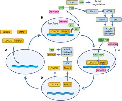 Control of circadian rhythm on cortical excitability and synaptic plasticity